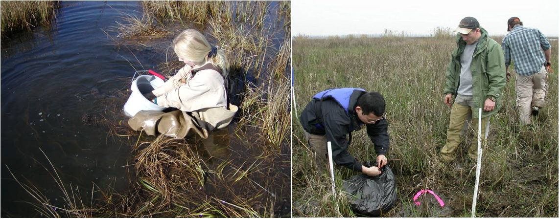 field sampling siu students